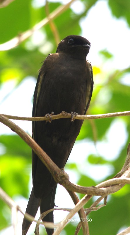 Black Saw-wing