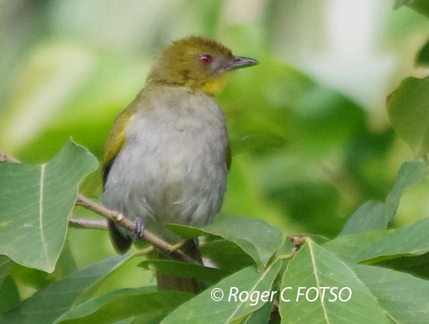 Falkenstein Greenbul