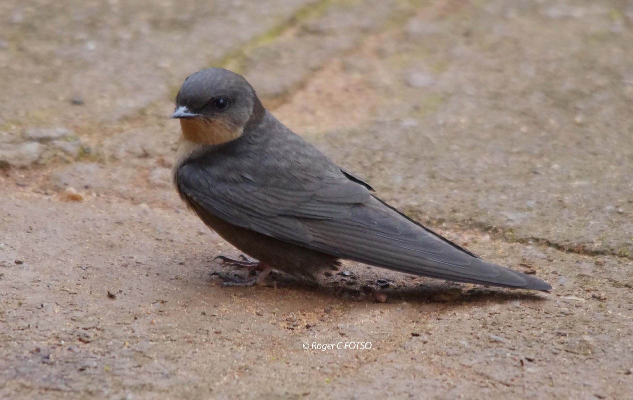 Red-throated Rock Martin
