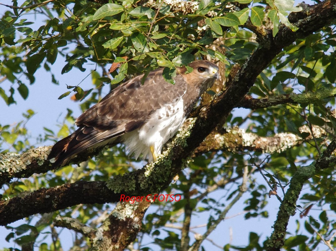Red-necked Buzzard
