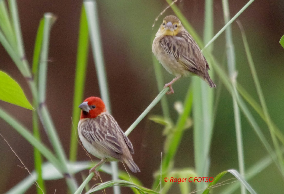 Red-headed Quelea 