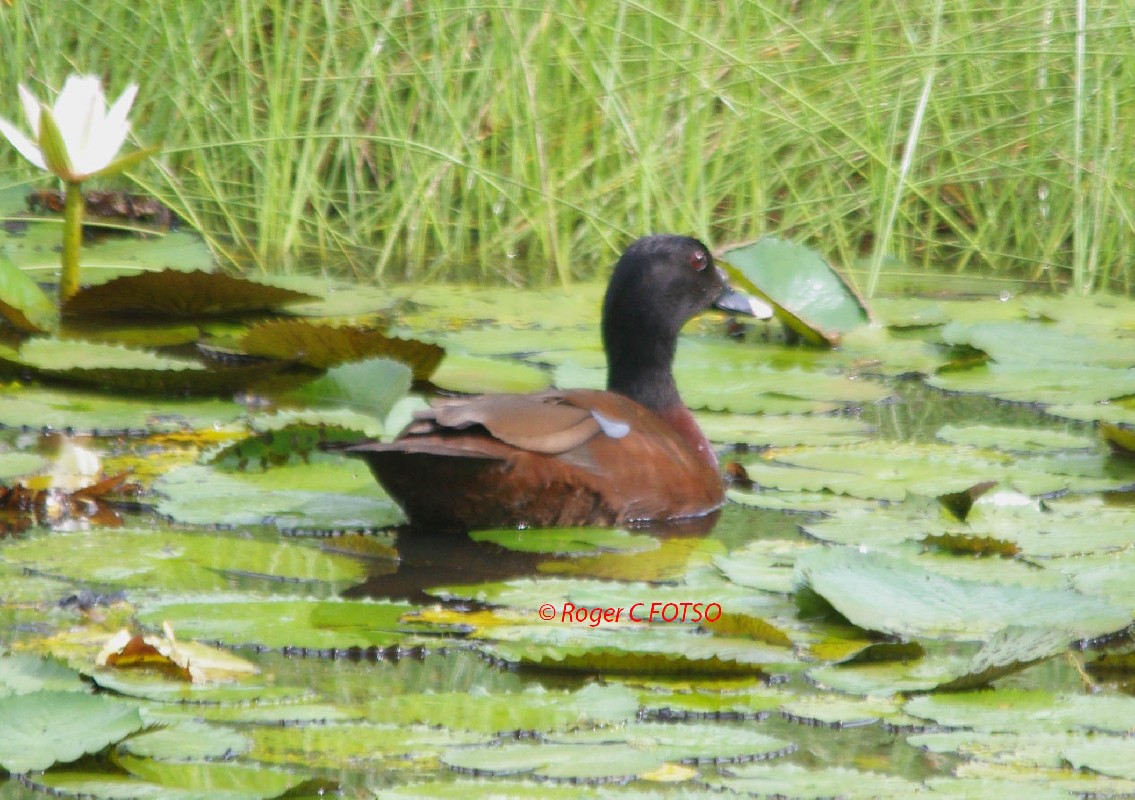 Hartlaub Duck