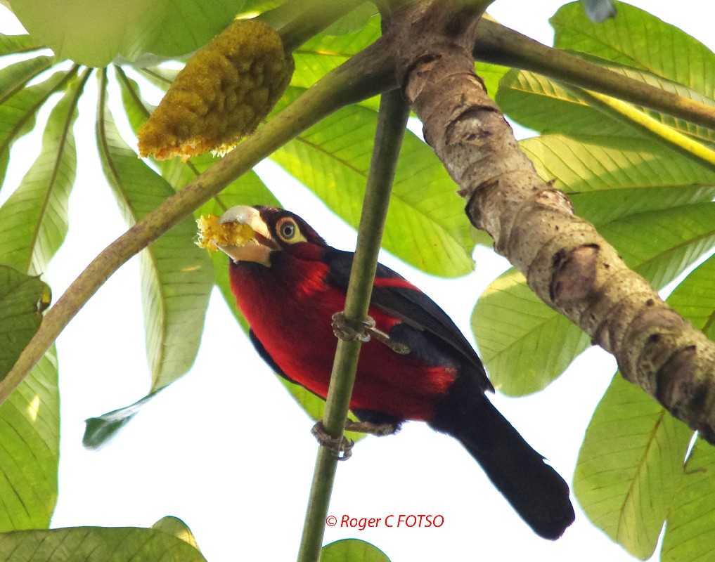 Double-toothed Barbet