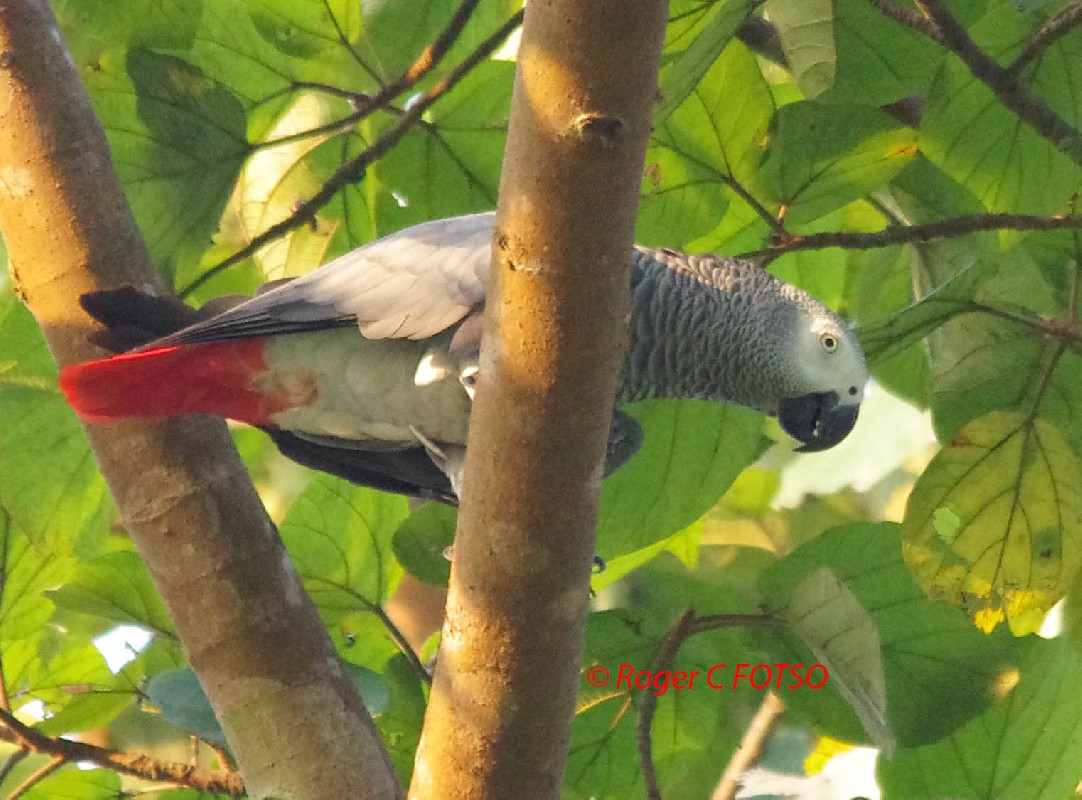 Grey Parrot