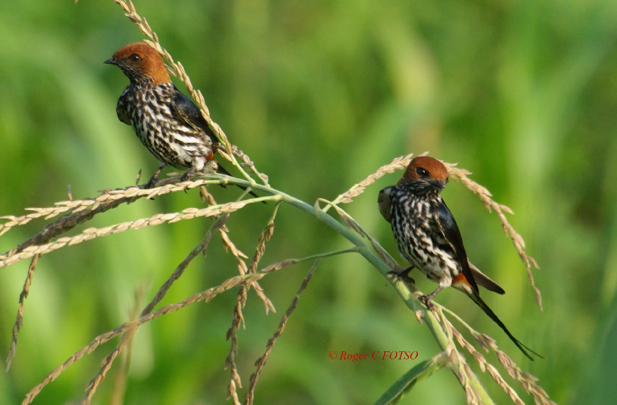 Lesser Striped Swallow 