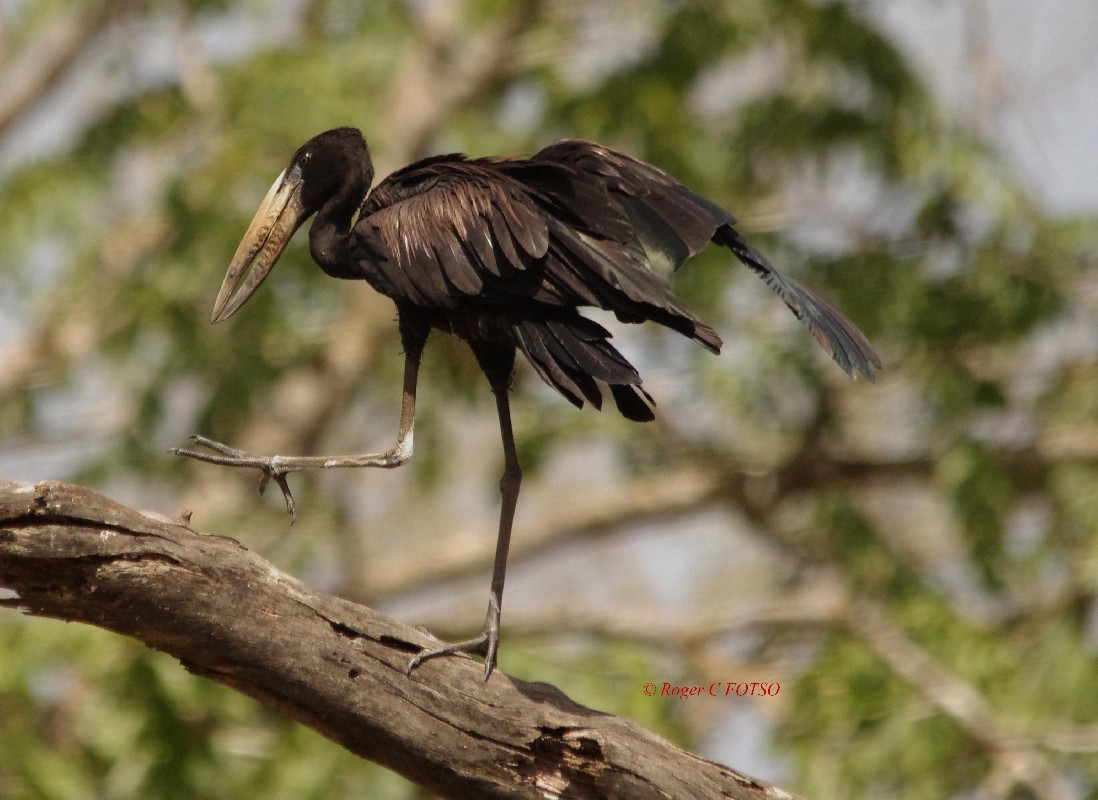 African Openbill