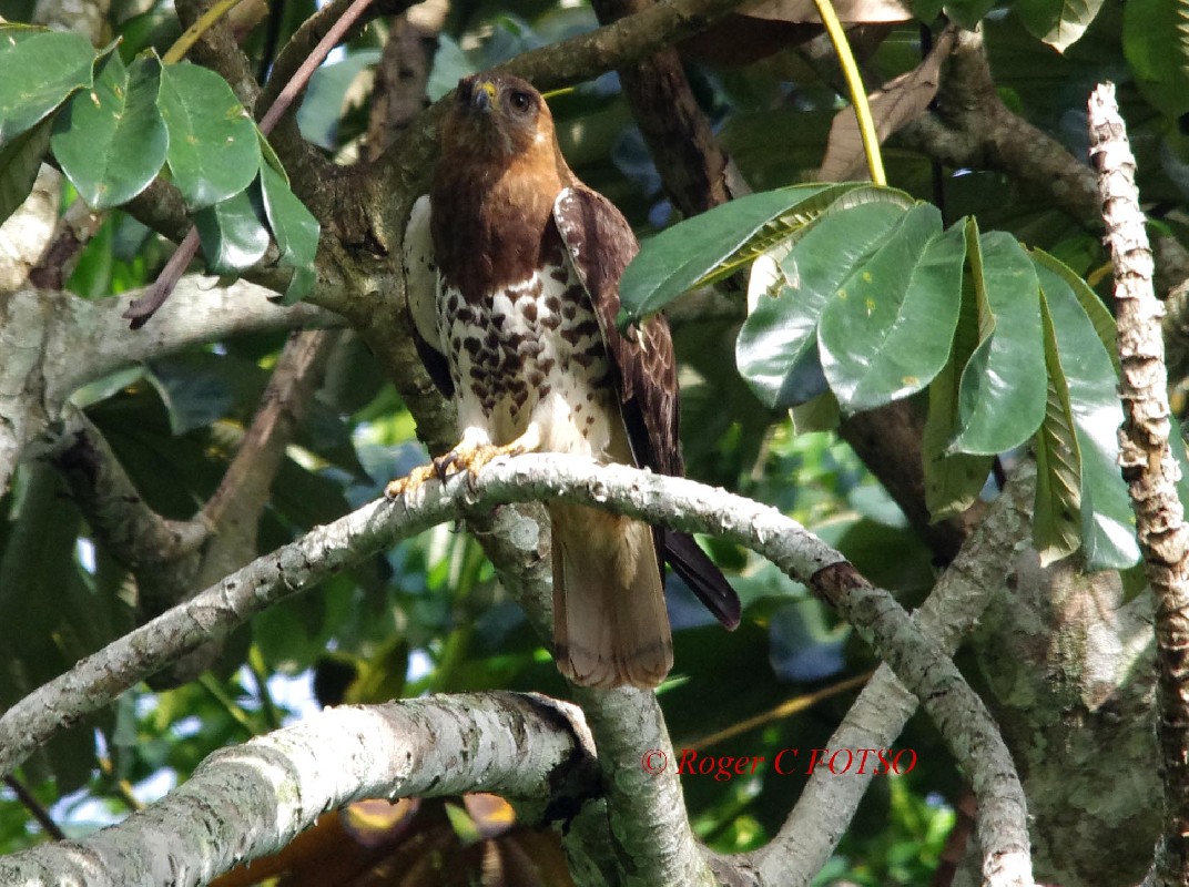 Red-necked Buzzard