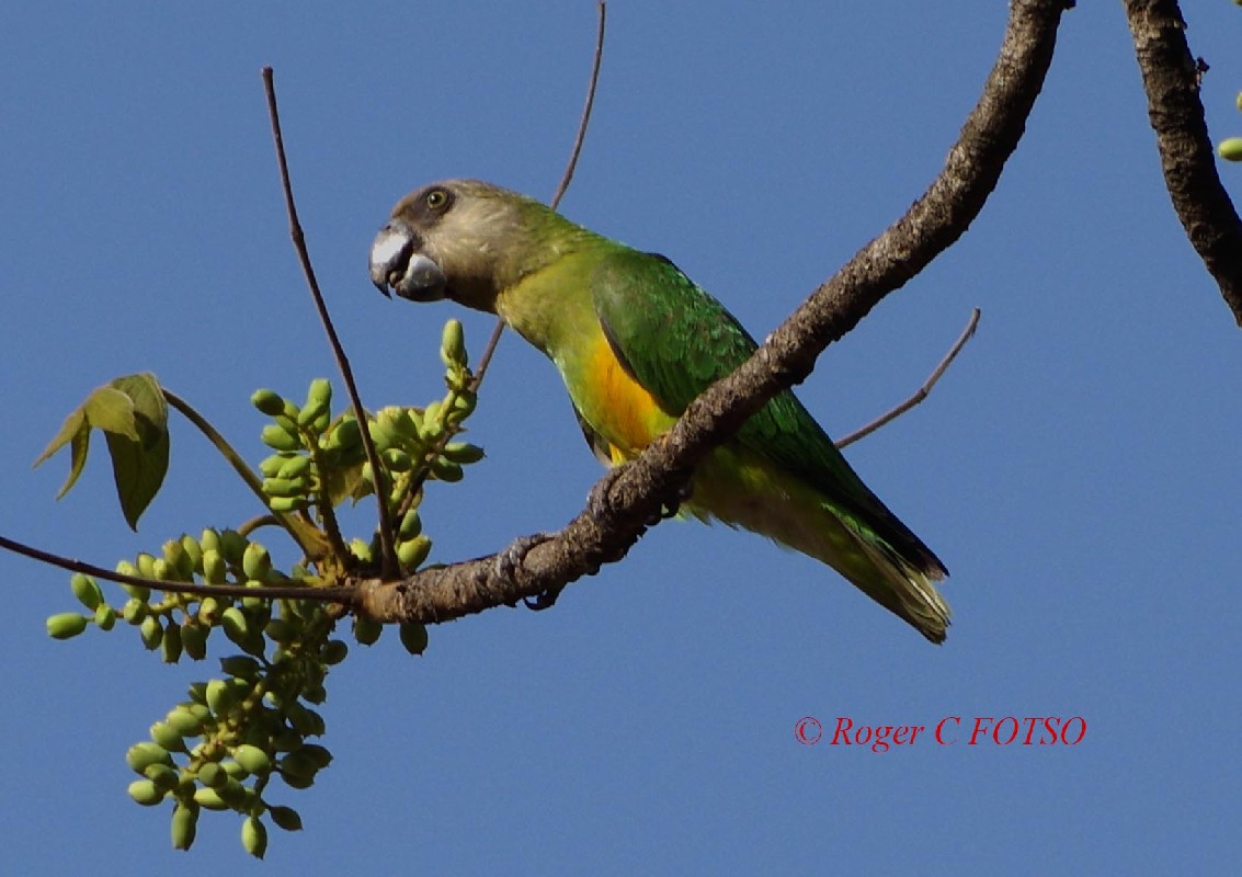 Senegal Parrot