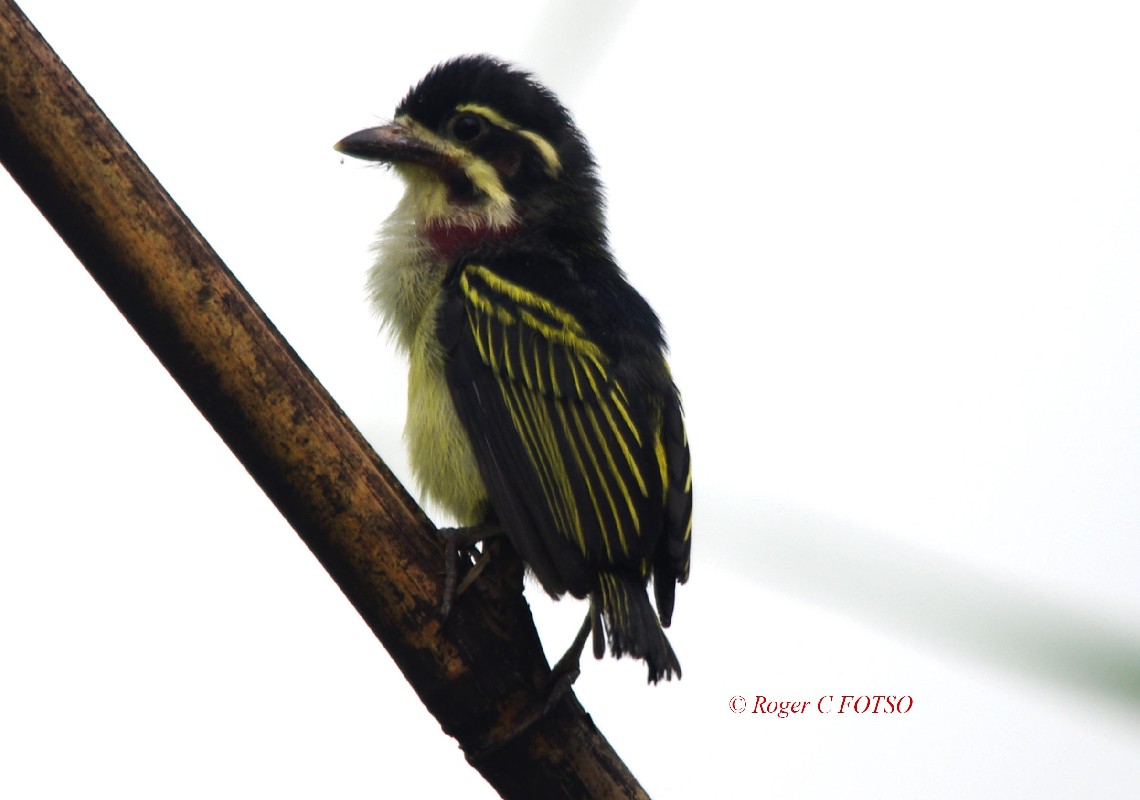 Yellow-throated Tinkerbird