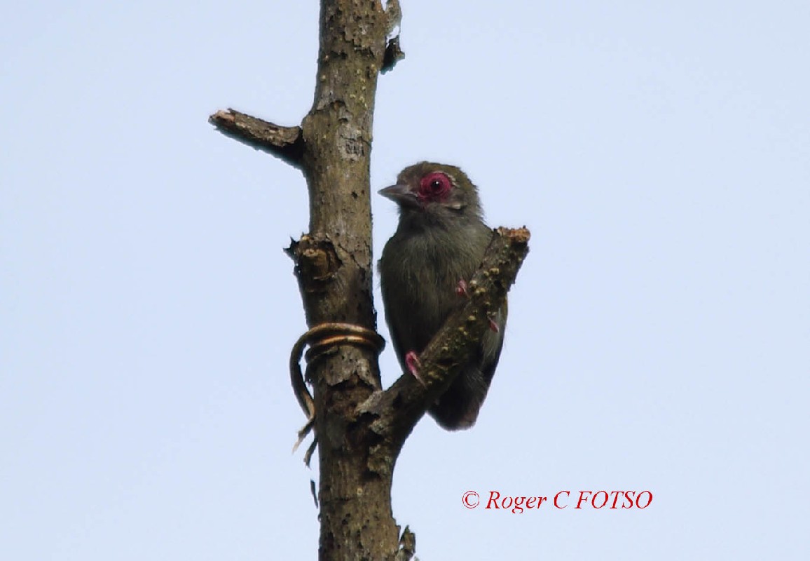 African Piculet