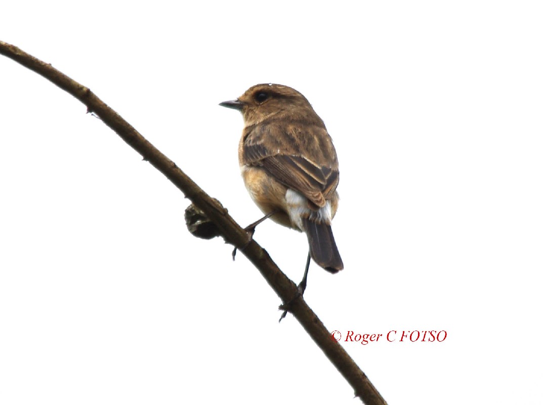 African Stonechat