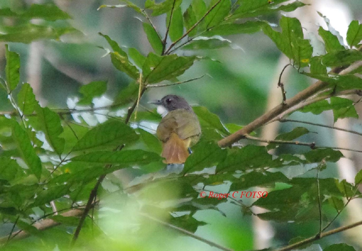 Eastern Bearded Greenbul