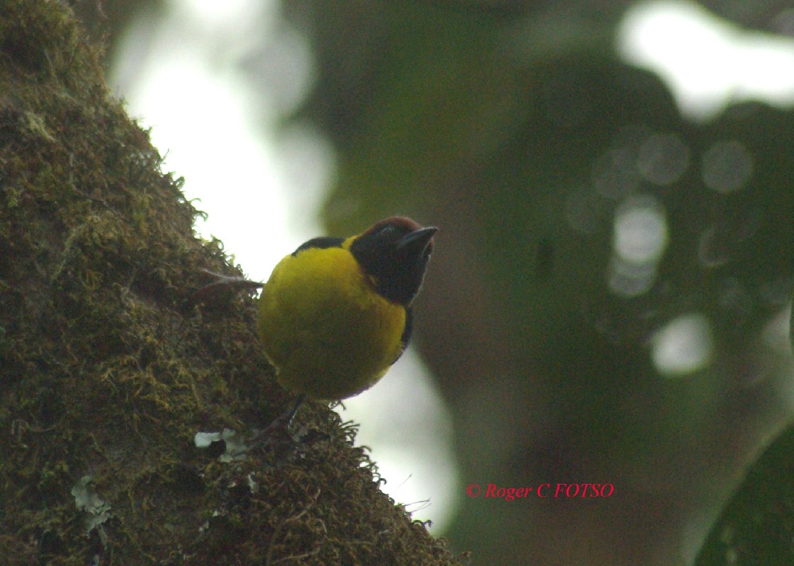 Brown-capped Weaver