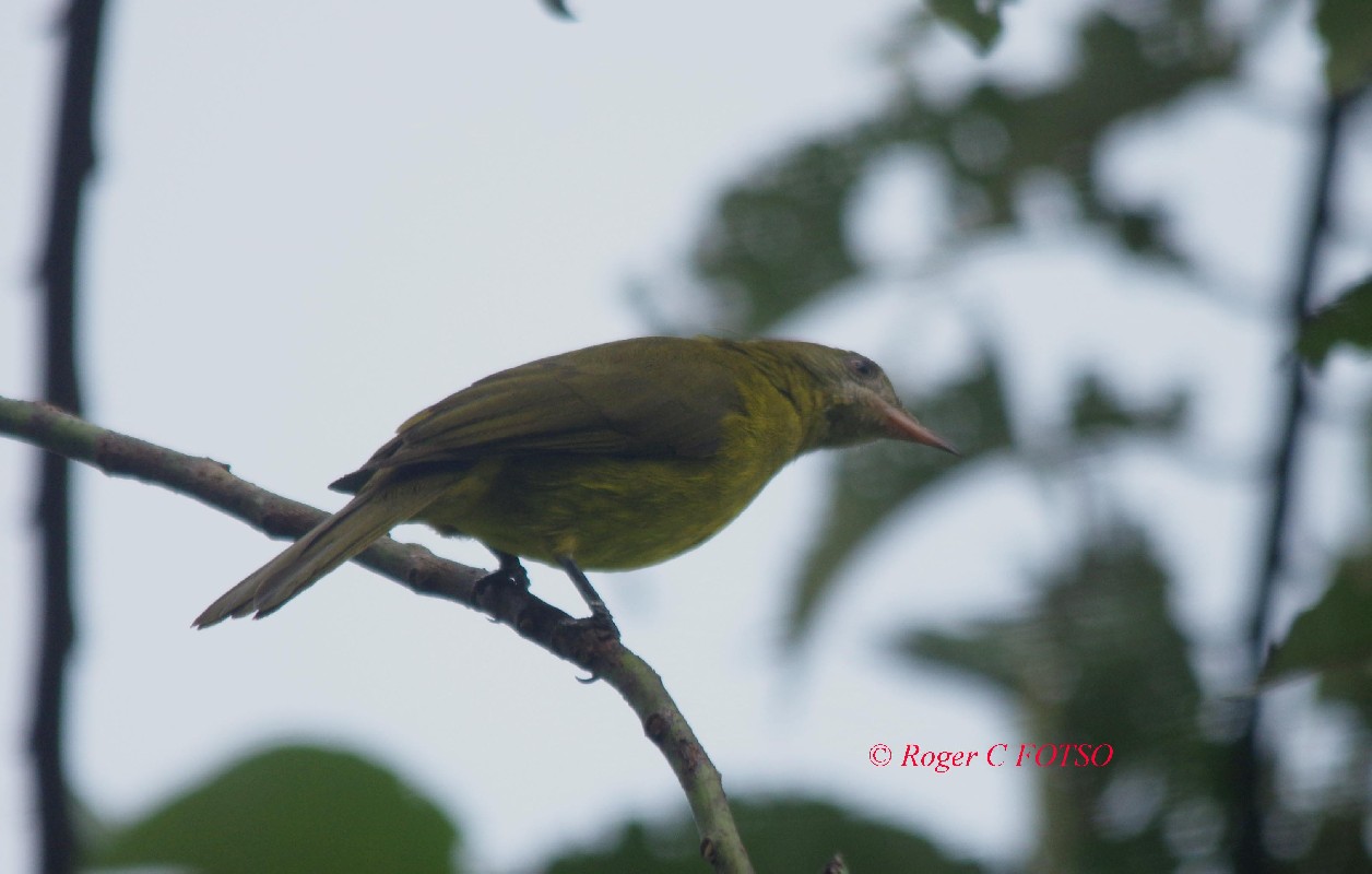 Golden Greenbul
