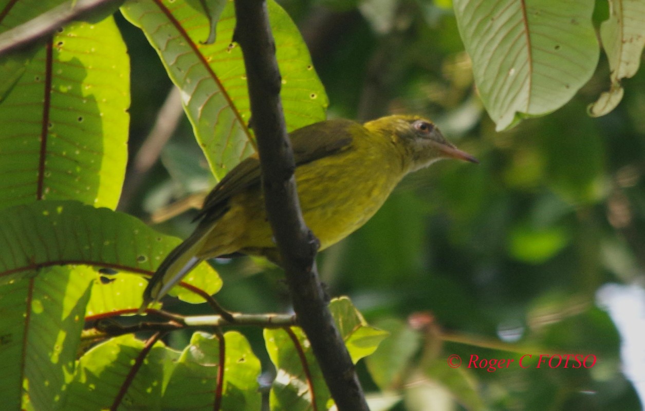 Golden Greenbul