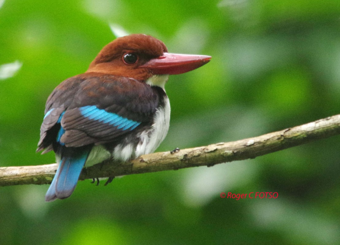 Chocolate backed Kingfisher