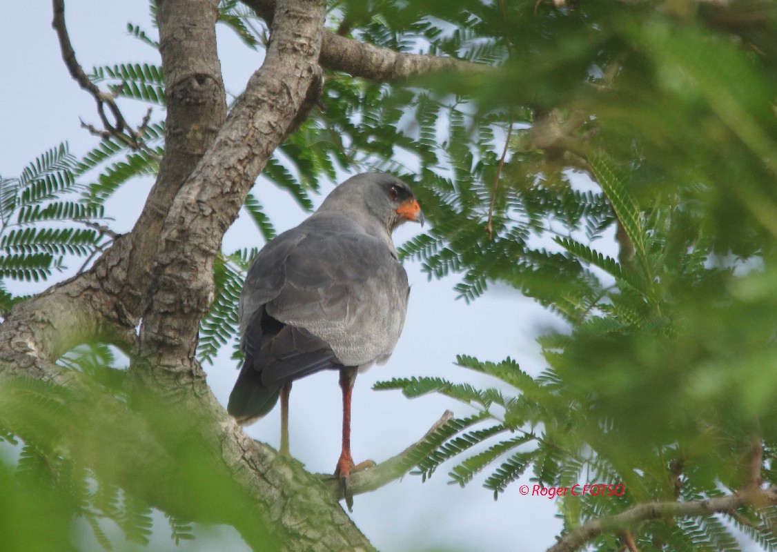 Dark Chanting Goshawk