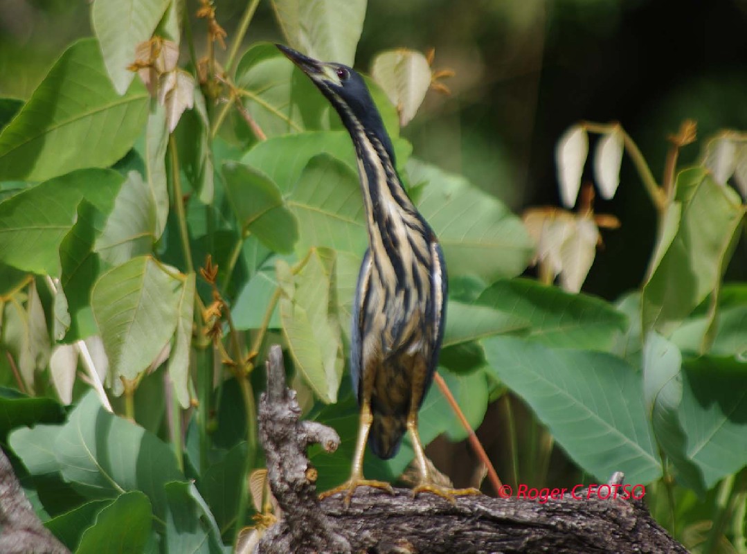 Dwarf Bittern