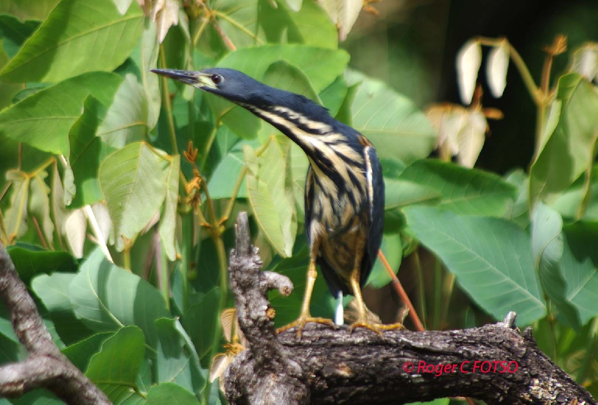 Dwarf Bittern
