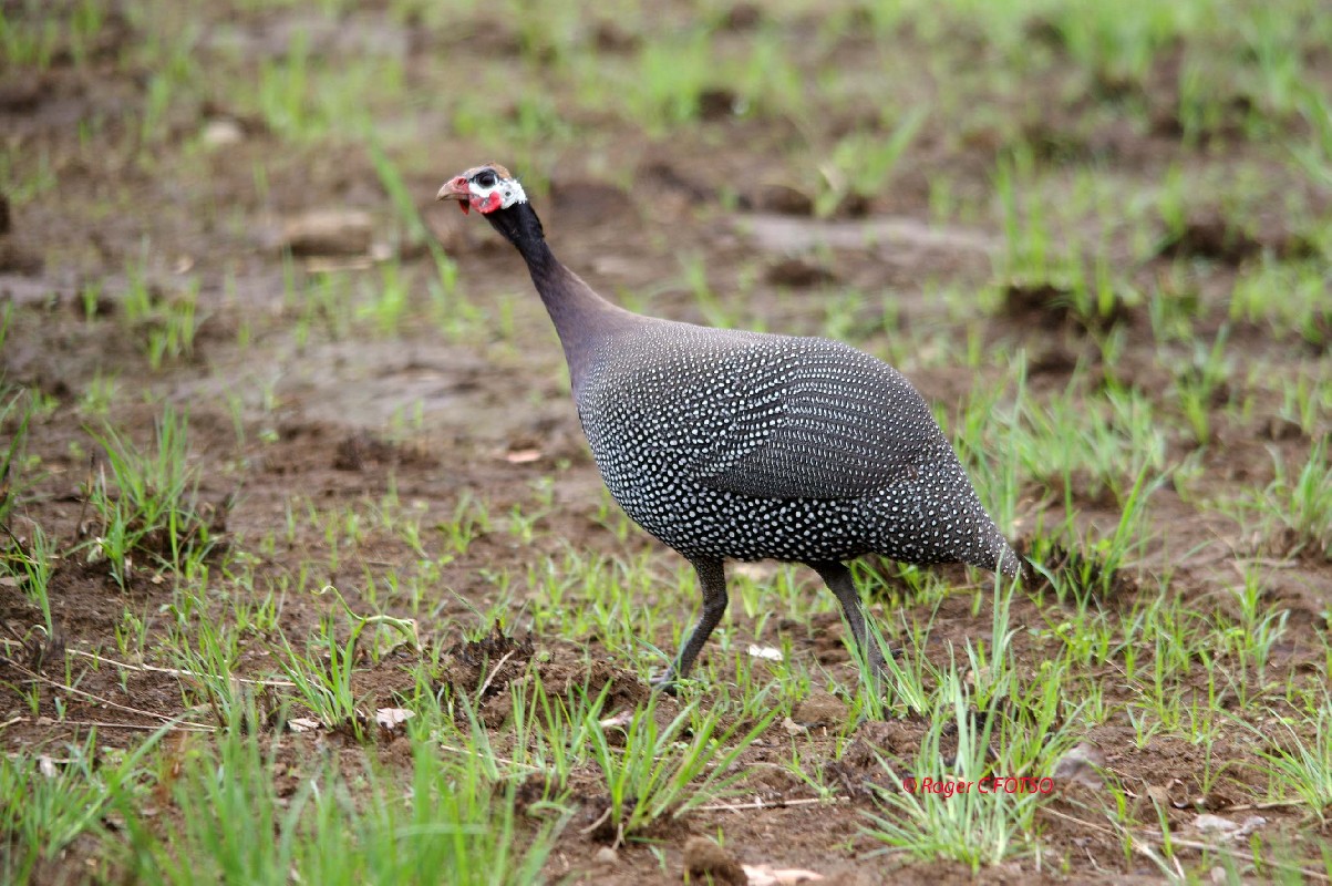 Helmeted Guineafowl