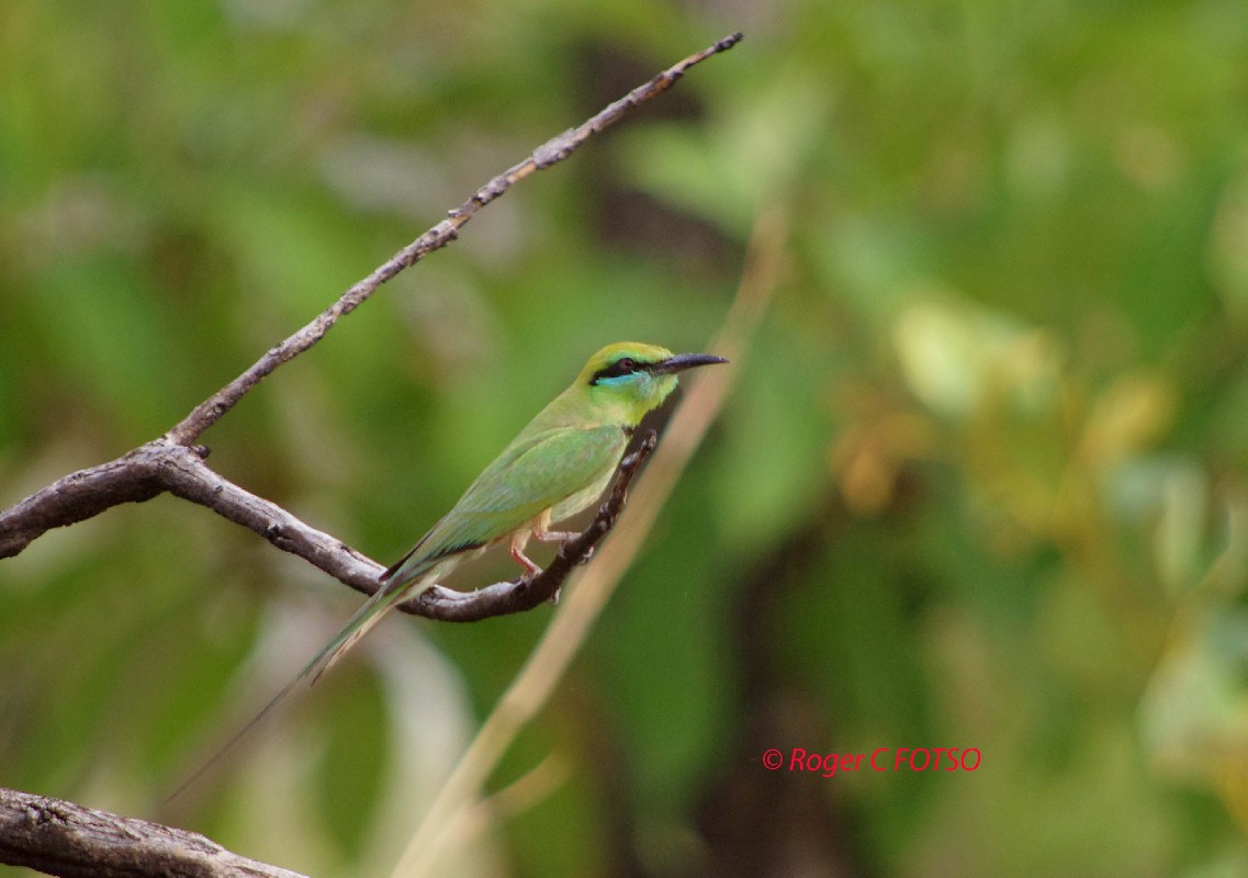 African Green Bee eater