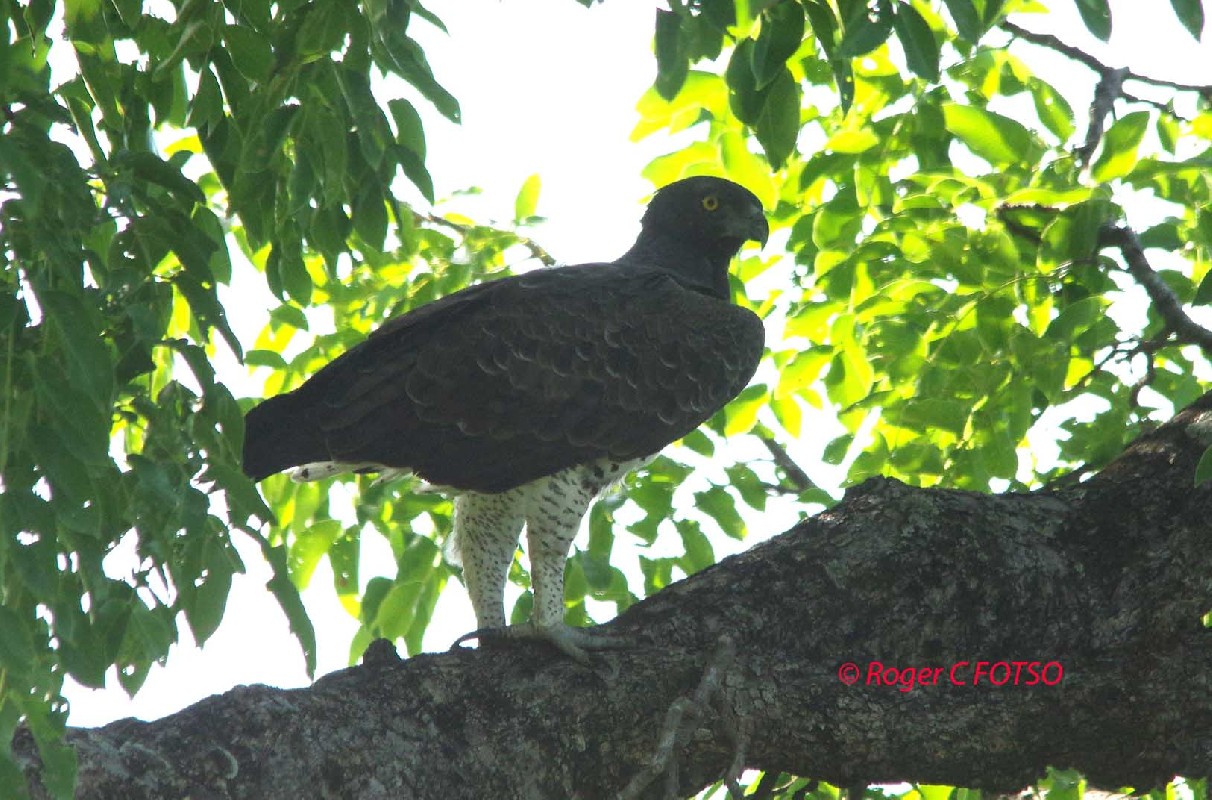 Martial Eagle