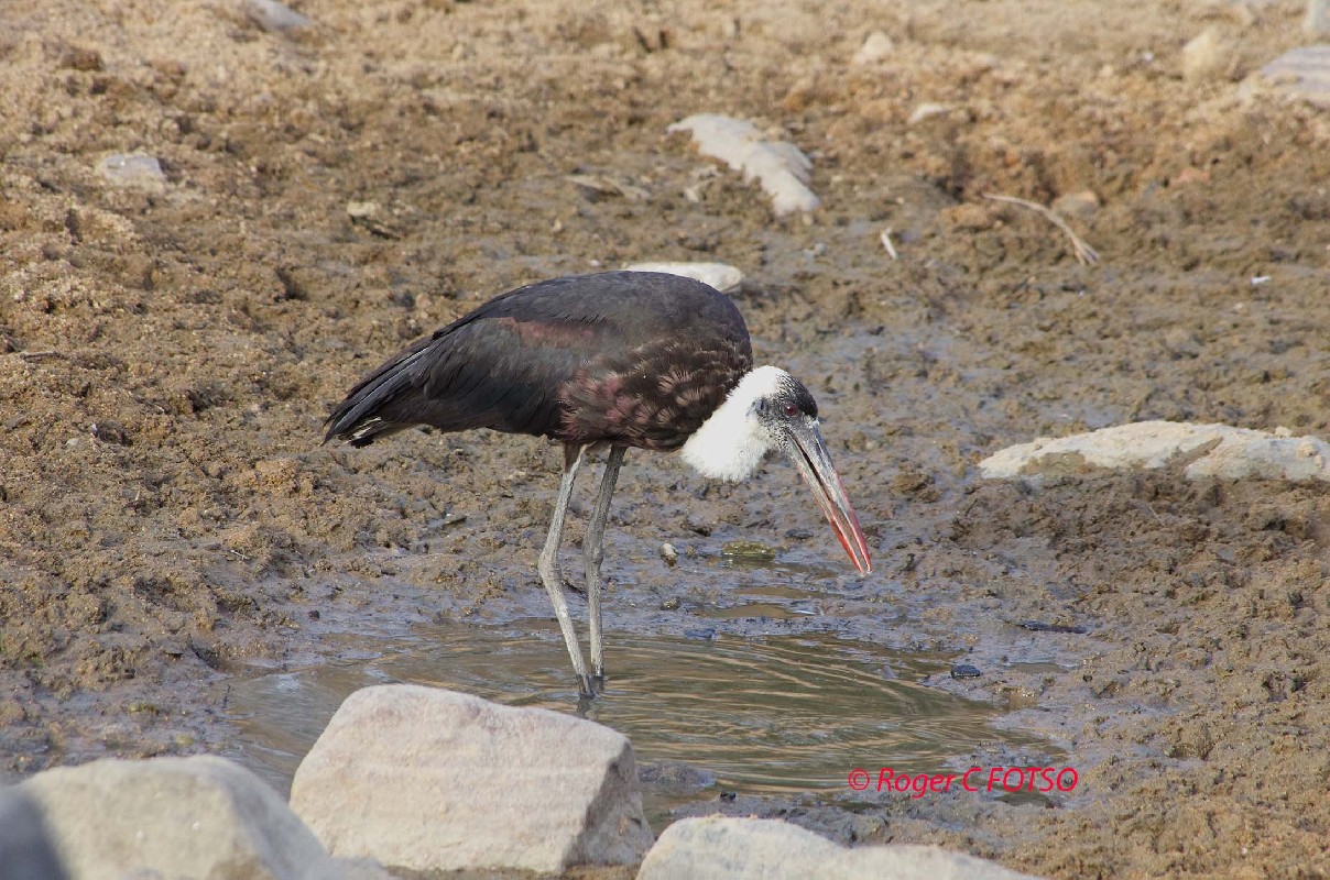 Woolly-necked Stork