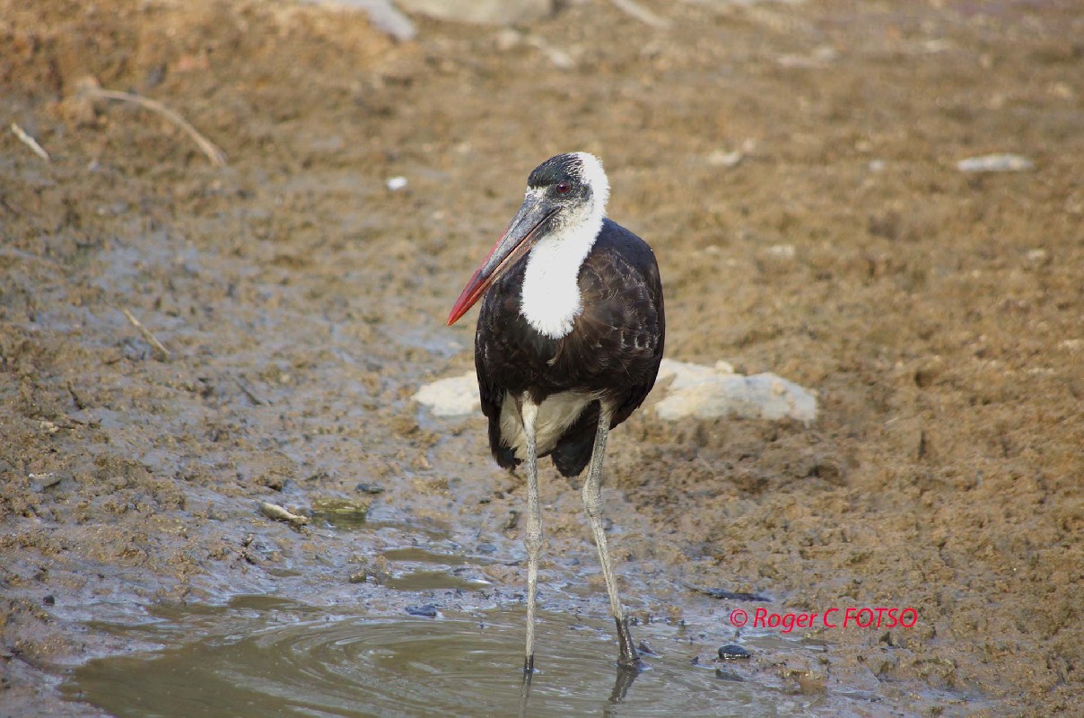 Woolly-necked Stork