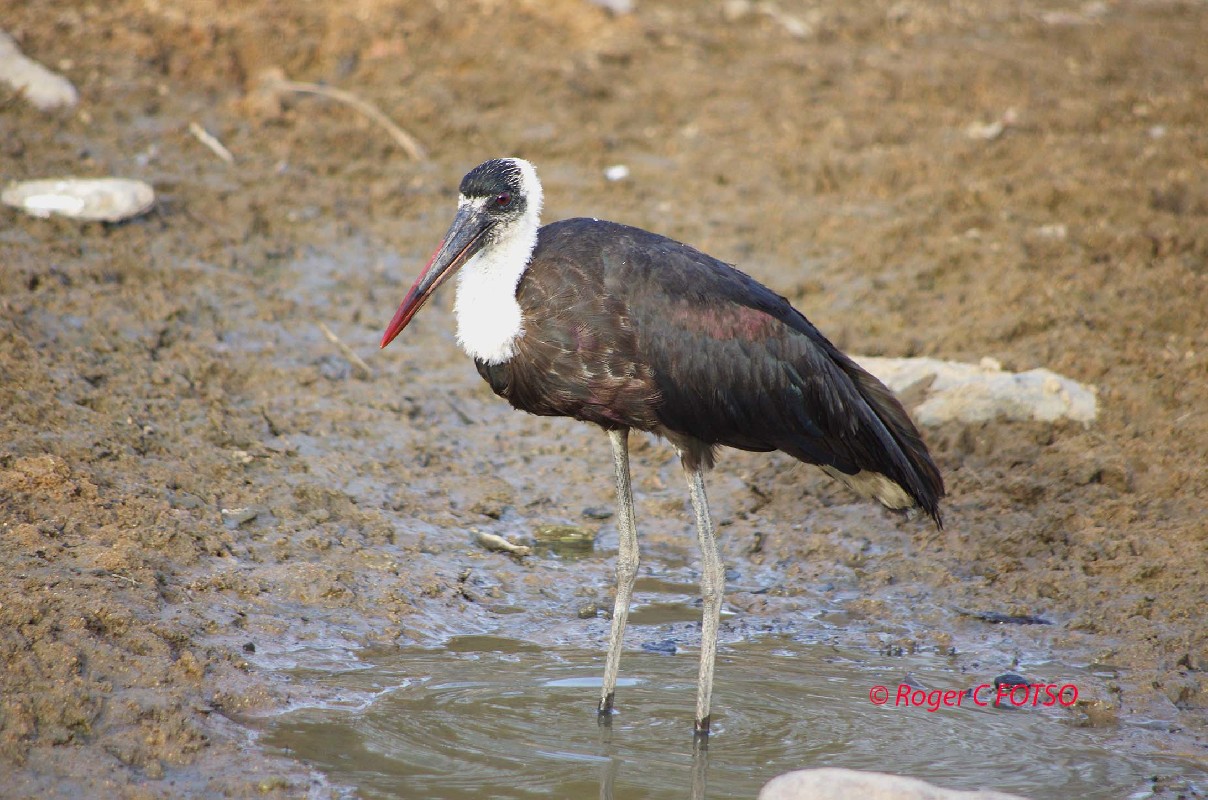 Woolly-necked Stork