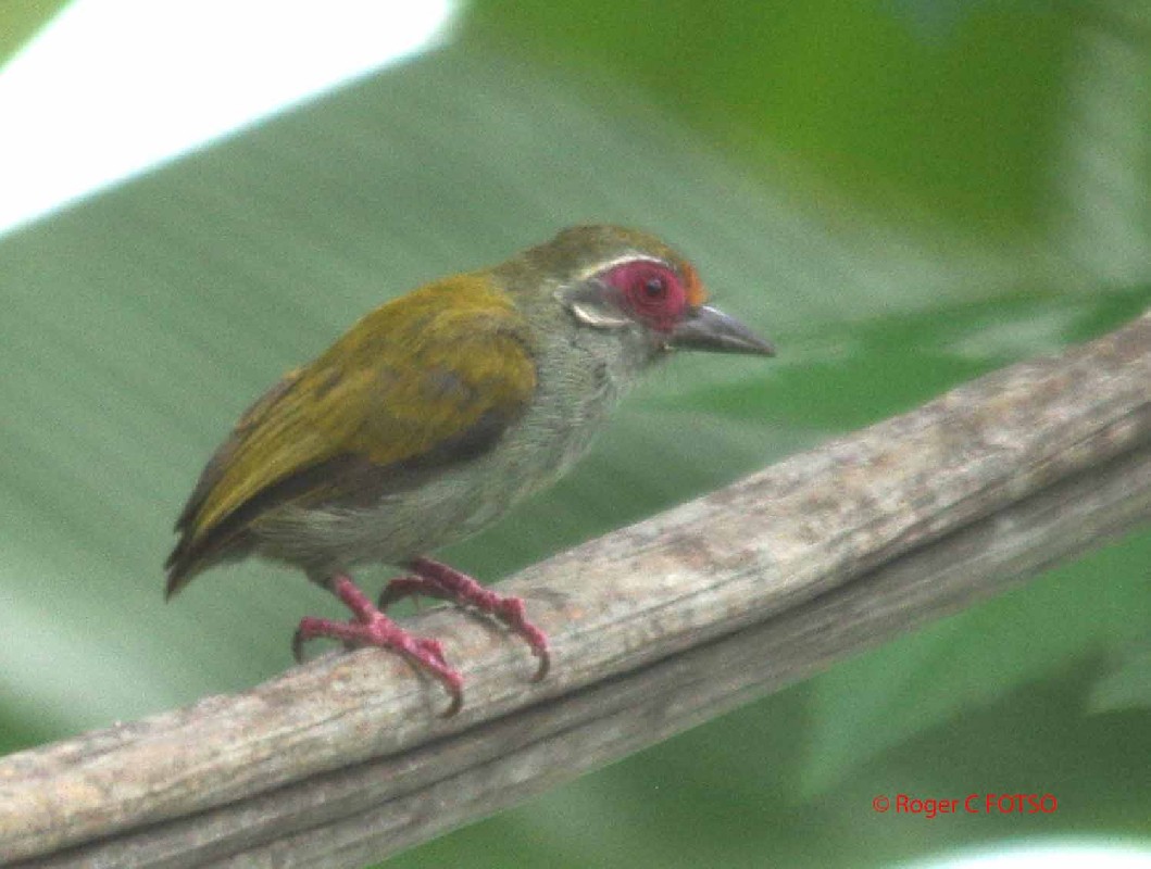 Bird seen in an old plantation near village