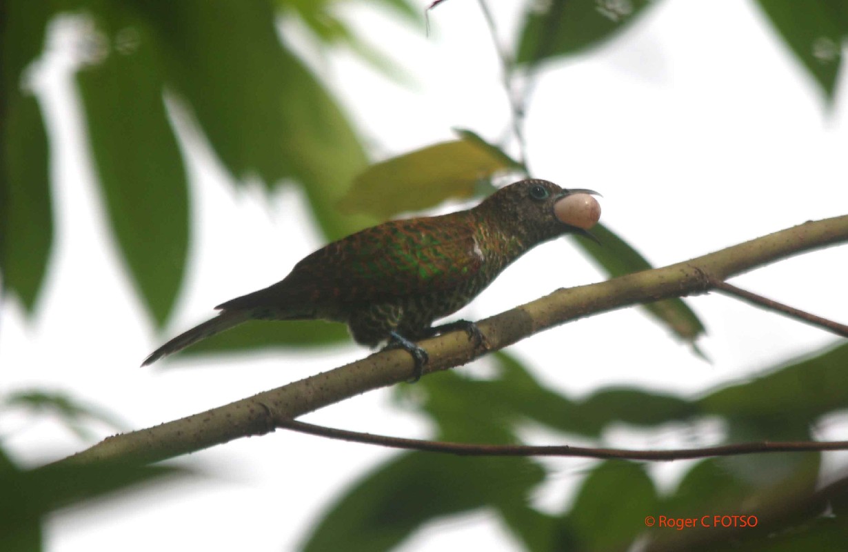 African Emerald Cuckoo