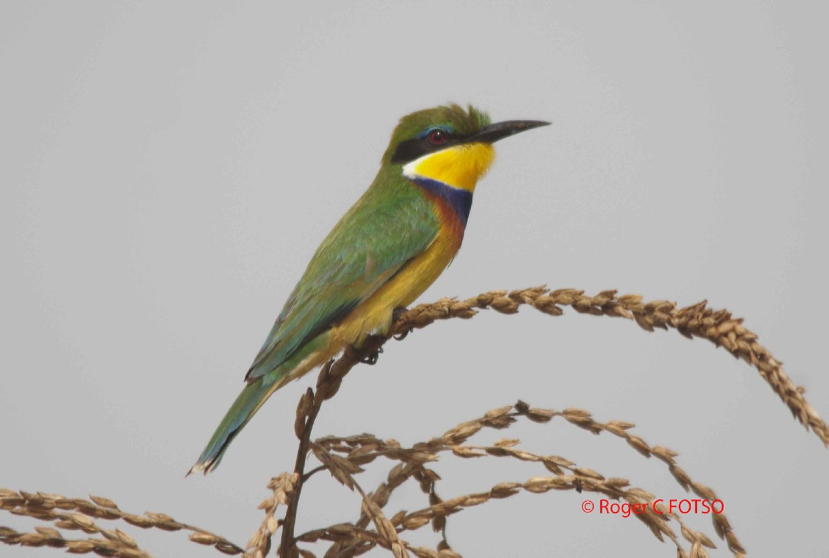 Blue-breasted Bee-eater