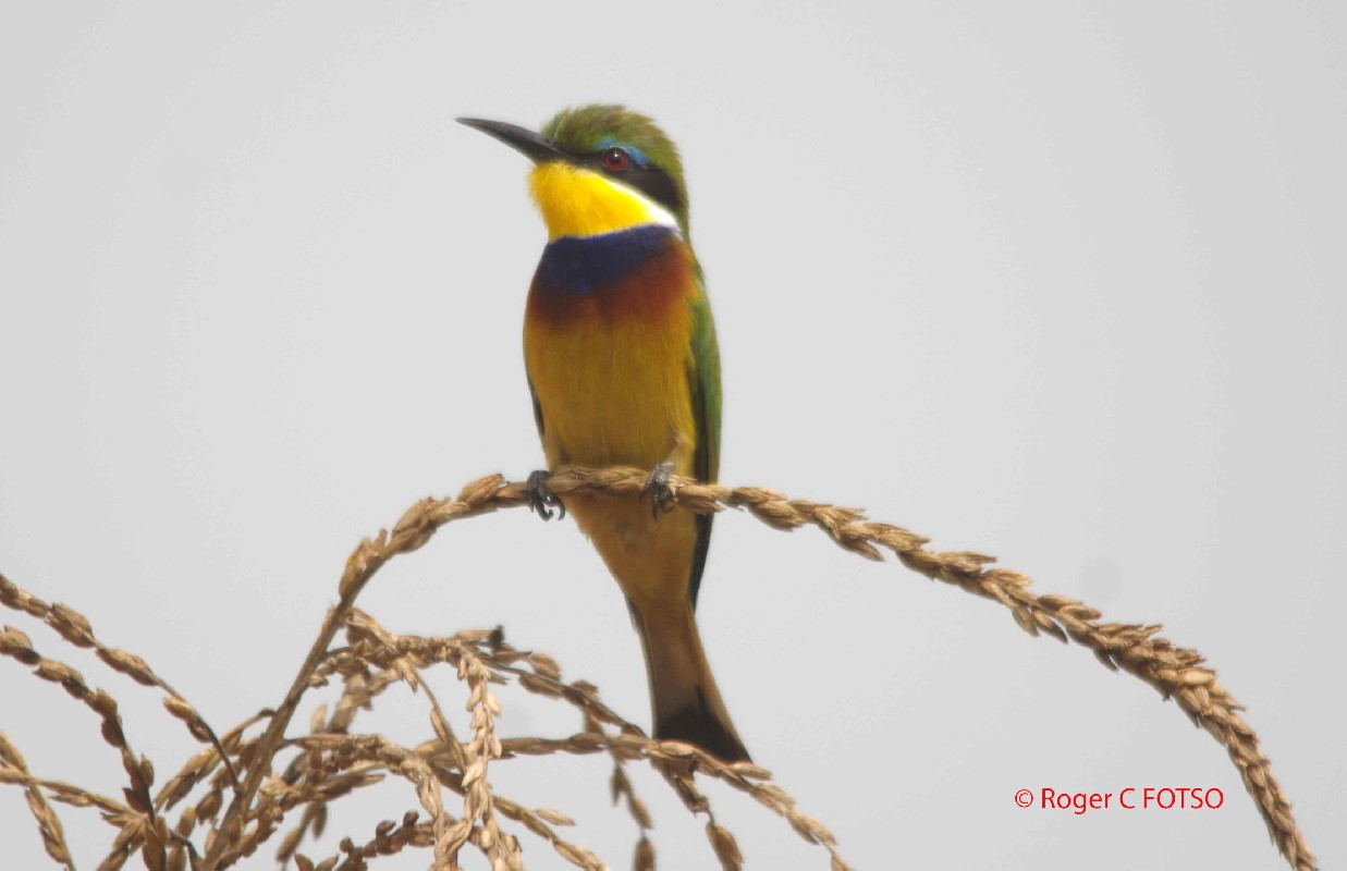 Blue-breasted Bee-eater