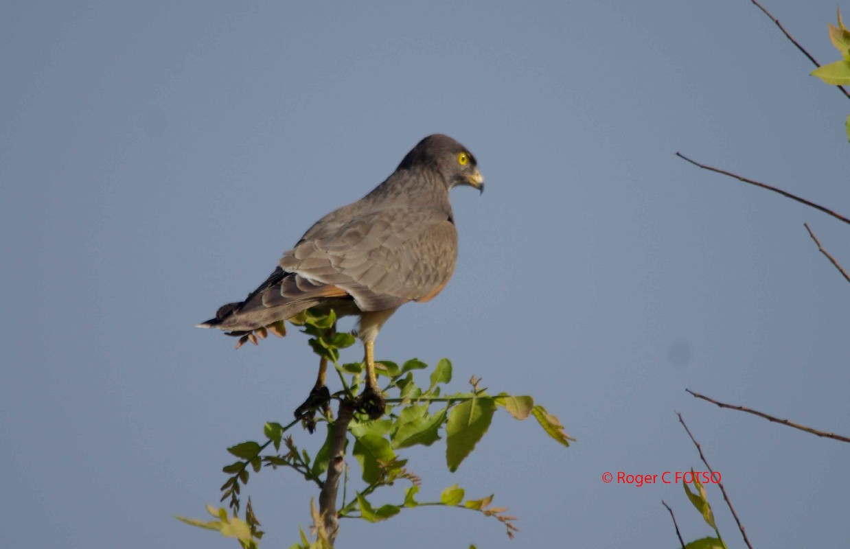 Grasshopper Buzzard