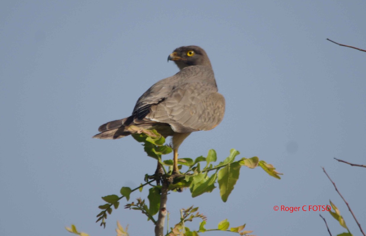 Grasshopper Buzzard