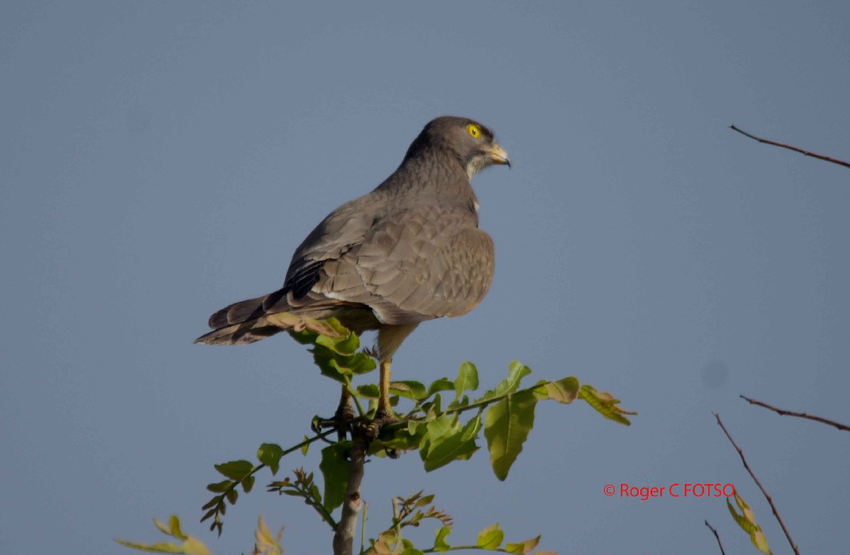 Grasshopper Buzzard
