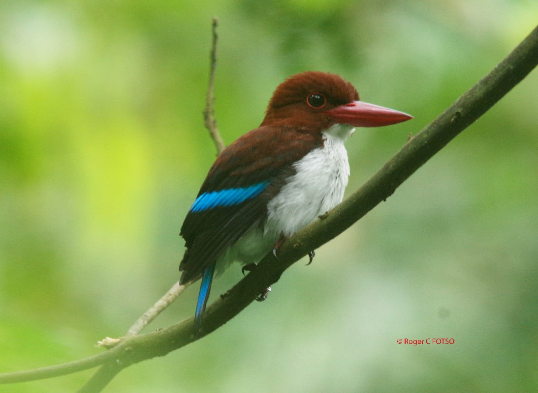 Chocolate-backed Kingfisher