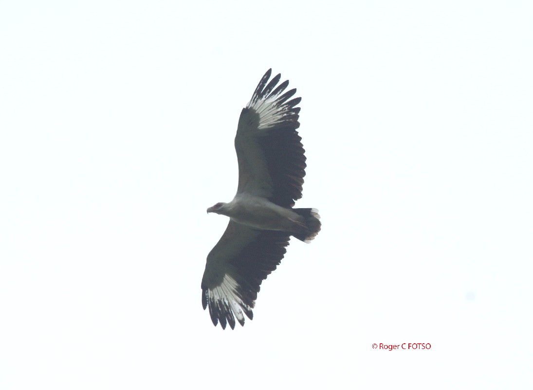 Palm-nut Vulture