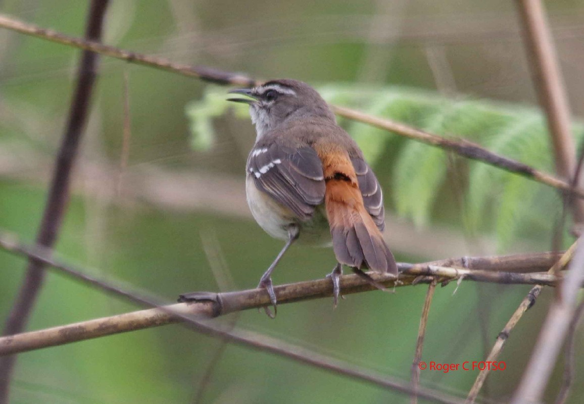Brown-backed Scrub Robin