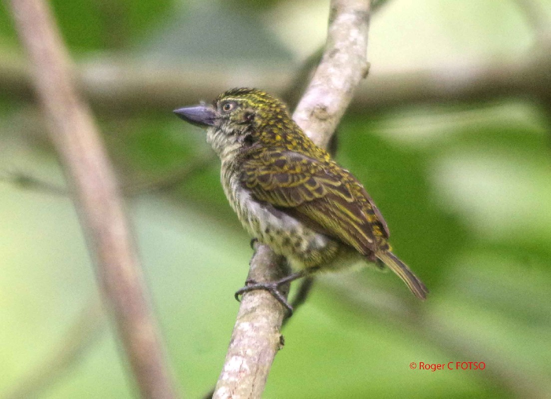 Speckled Thinkerbird
