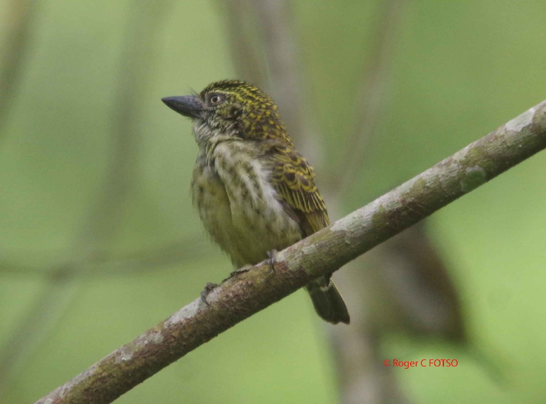 Speckled Thinkerbird