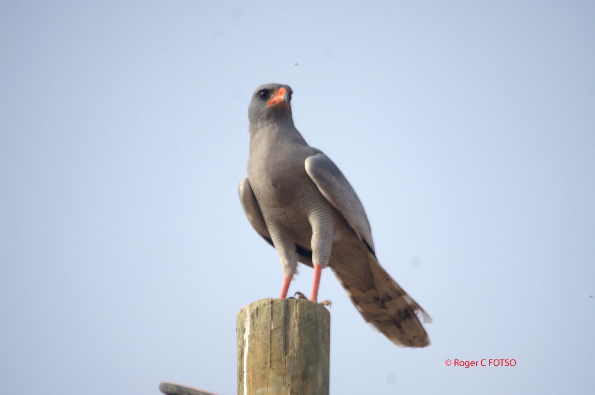 Dark Chanting Goshawk