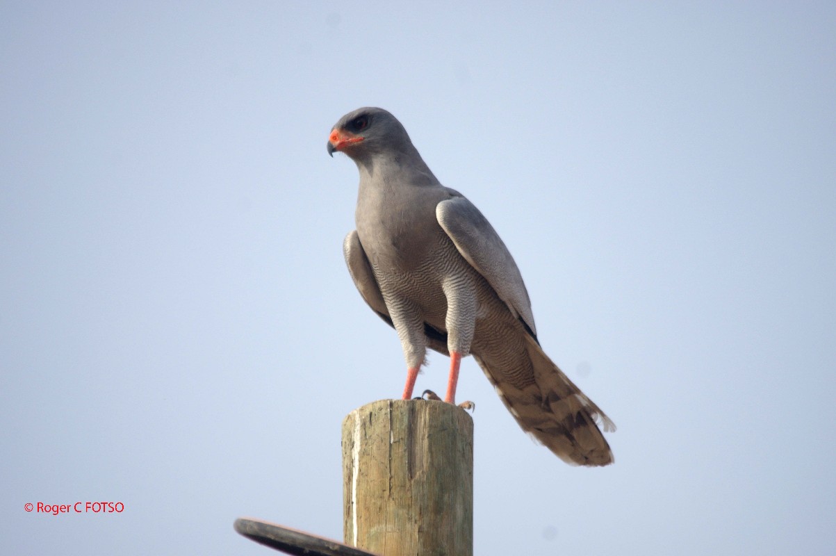 Dark Chanting Goshawk