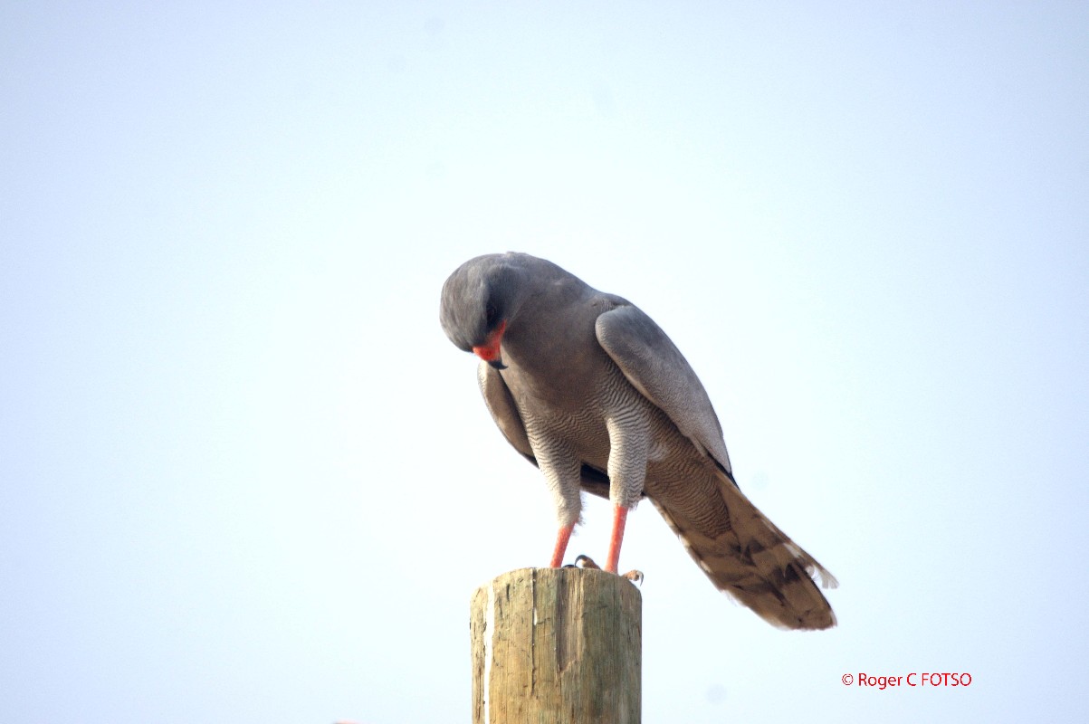 Dark Chanting Goshawk
