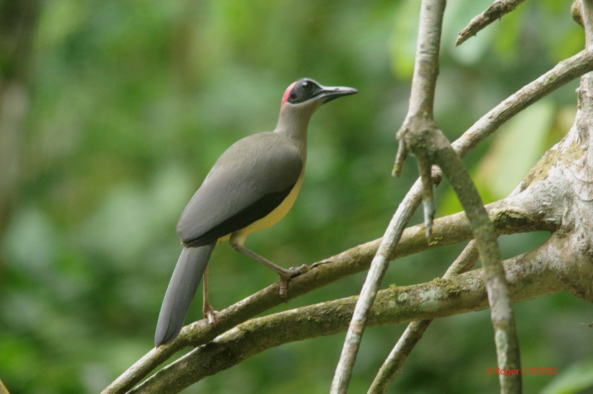 Grey Necked Picathartes