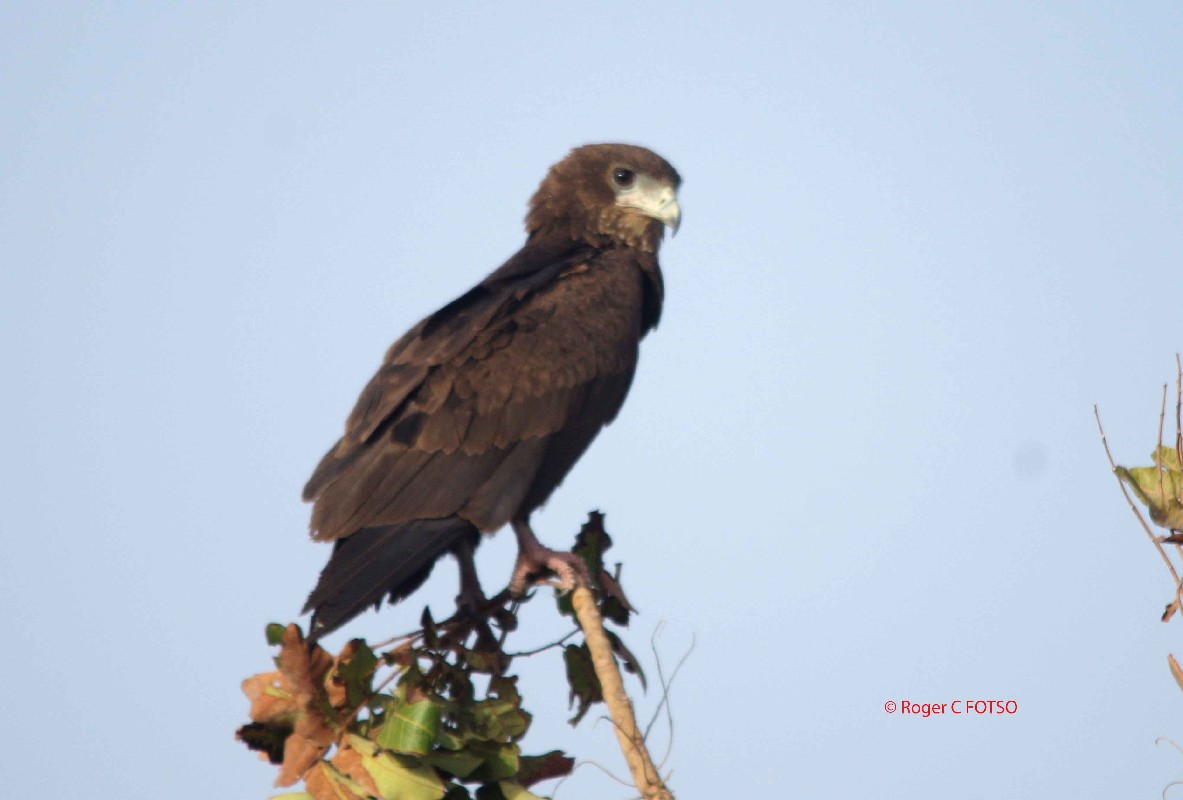 Bateleur