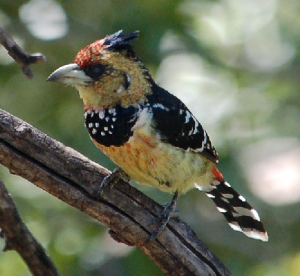 Crested Barbet