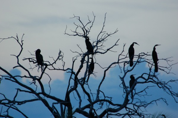 Darters and Cormorant
