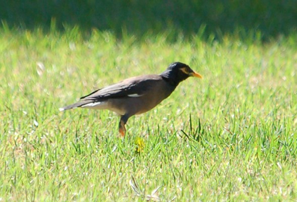 Common Myna