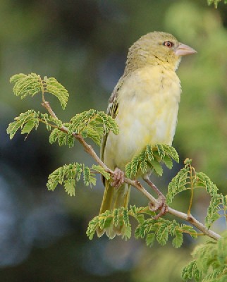 Southern Masked Weaver